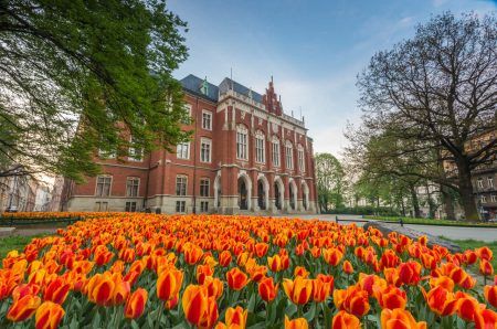 Tulips in front of Collegium Novum – Krakow