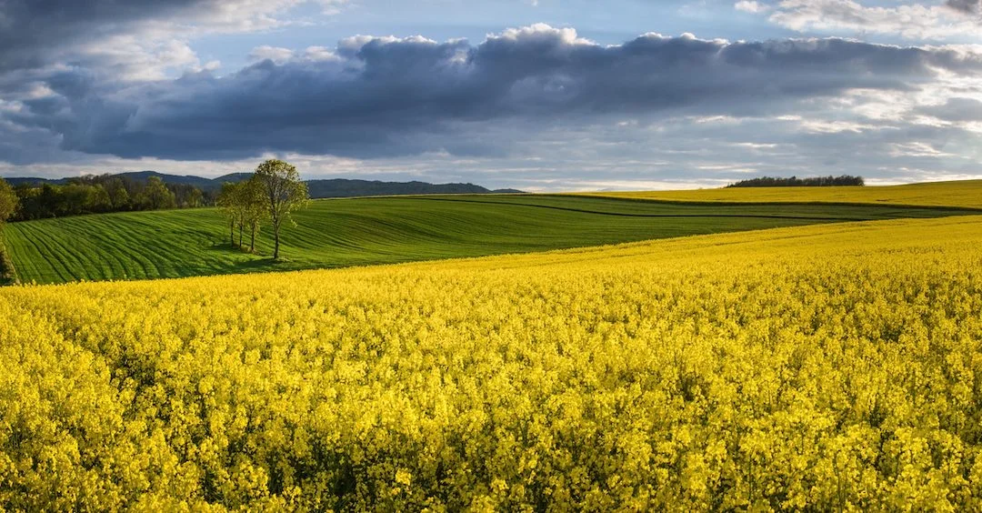 shutterstock_1538285735