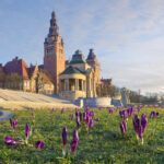 Crocuses_blooming_on_Hanken_Terrace_in_Szczecin