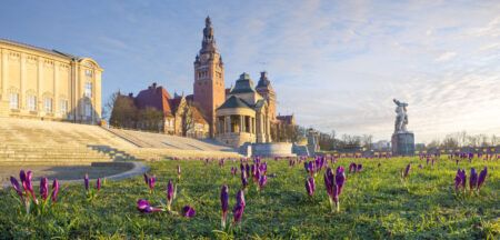 Crocuses_blooming_on_Hanken_Terrace_in_Szczecin