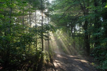 Local forest near Zagrabie Vineyard