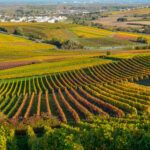 Vineyards in Bodenheim, Rhenish Hesse, Germany