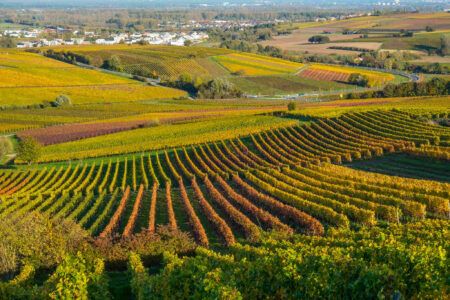 Vineyards in Bodenheim, Rhenish Hesse, Germany