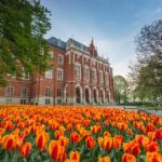 Tulips in front of Collegium Novum – Krakow