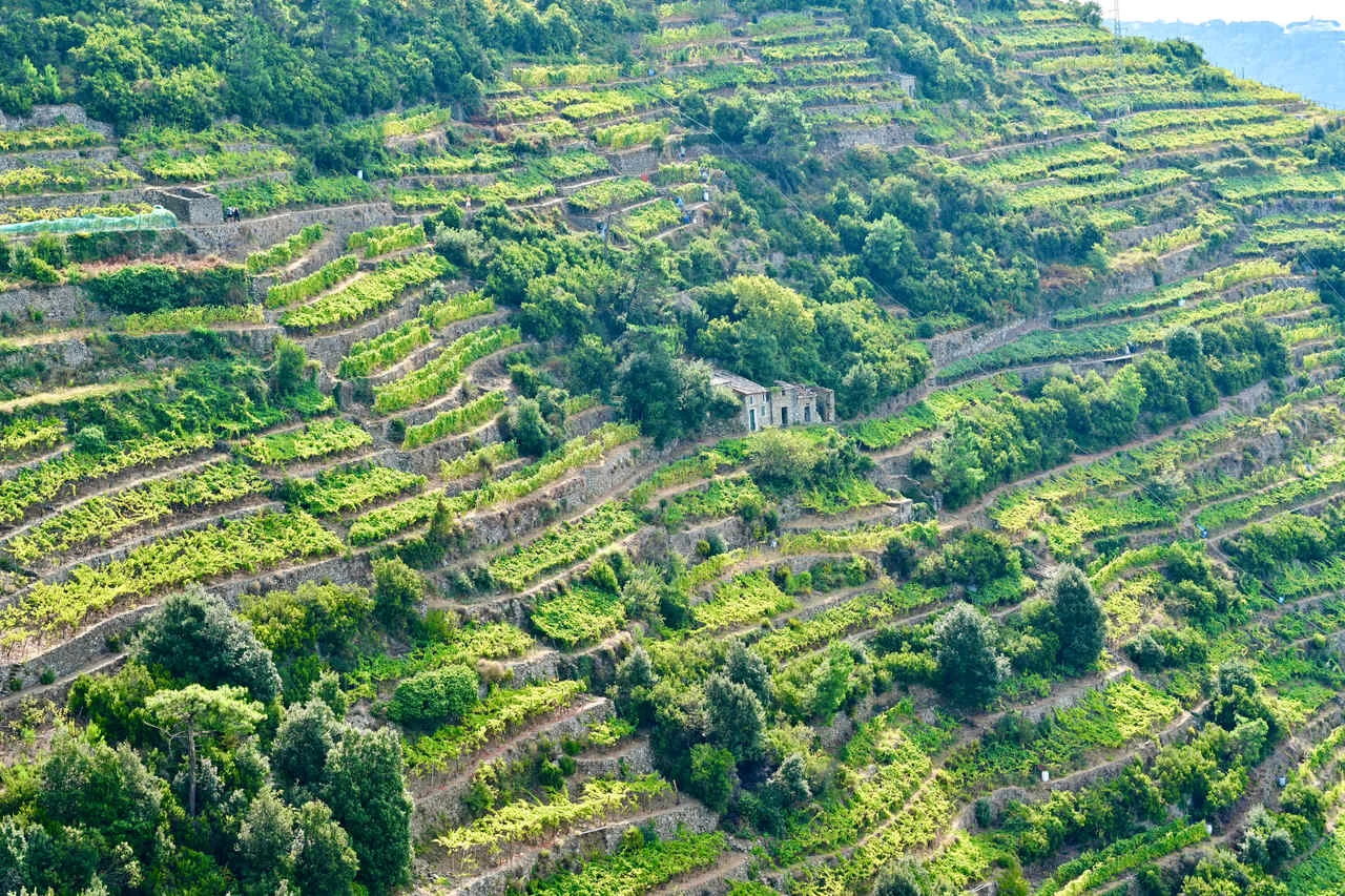Hiking trail through the vineyards of cinque terre in the national park, we see a close up from the terraces with vines. Harvest season.