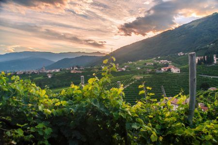 Landscape photo of vineyards at sunset in an Italian countryside village. Vines in the foreground with a village in the background in soft focus. Shot in Venice, Italy.