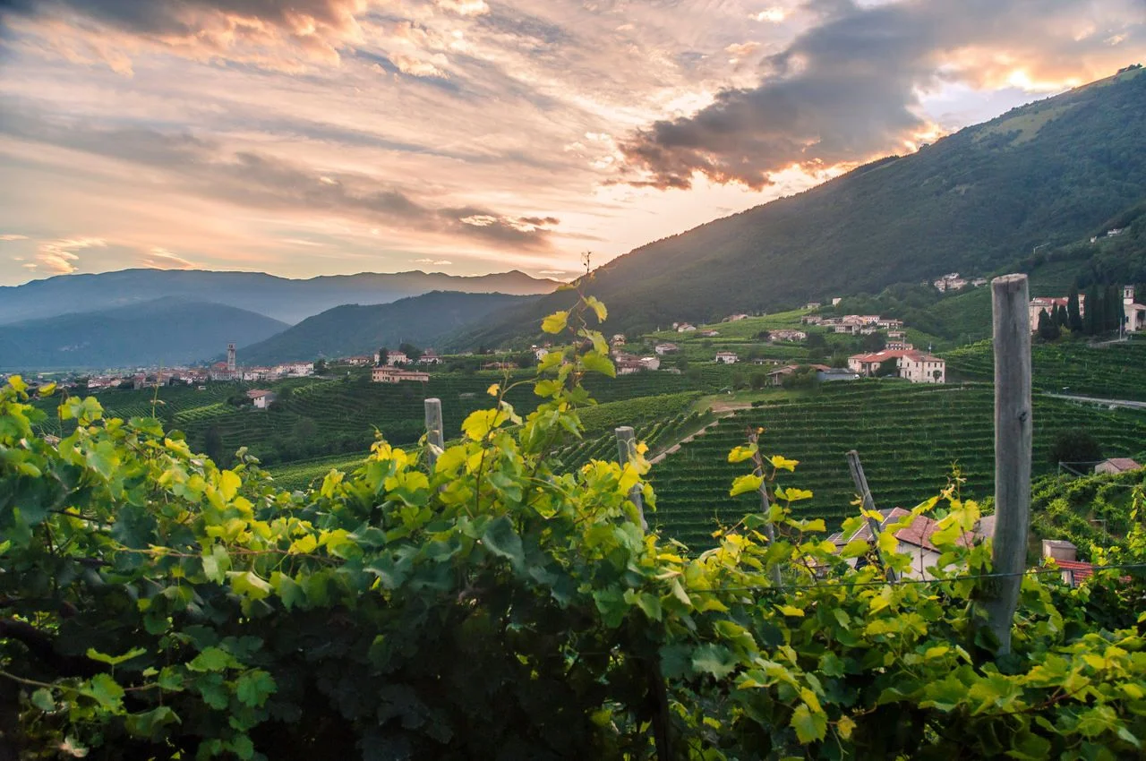 Landscape photo of vineyards at sunset in an Italian countryside village. Vines in the foreground with a village in the background in soft focus. Shot in Venice, Italy.