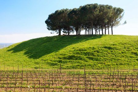 Panorama from Italian hills, lonely trees over blue sky