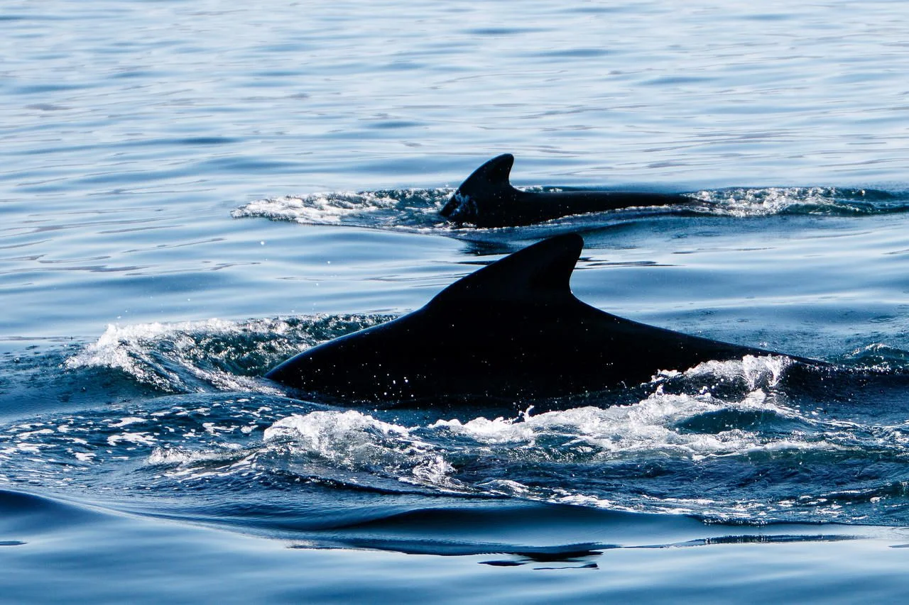 Pilot whales as seen during a whale watching tour in Iceland
