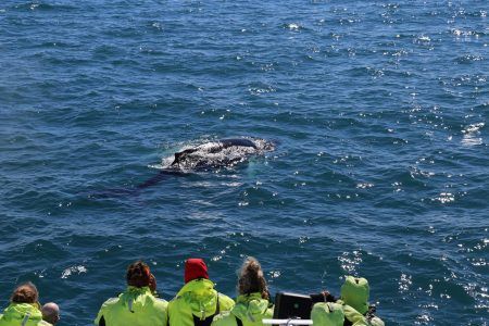 Whale watching Iceland