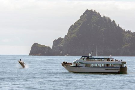 Whale watching cruise tour during Summer