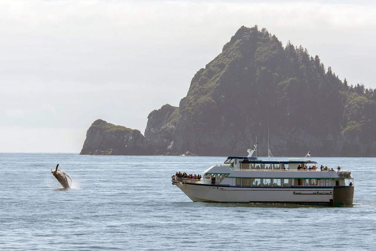Whale watching cruise tour during Summer