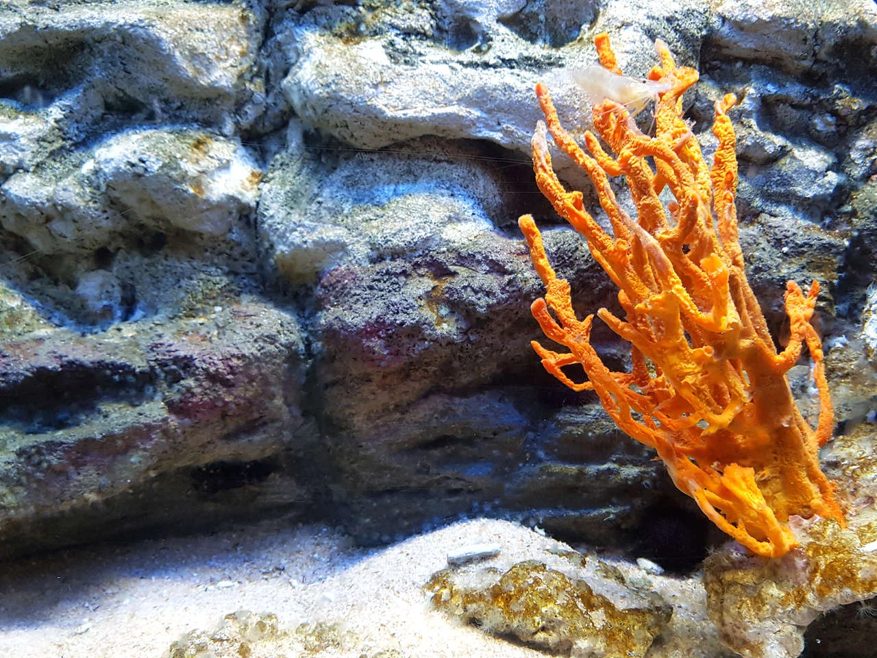 Aquarium background with an orange coral and a small white shrimp. Rocky background with crystal sand on ground.
