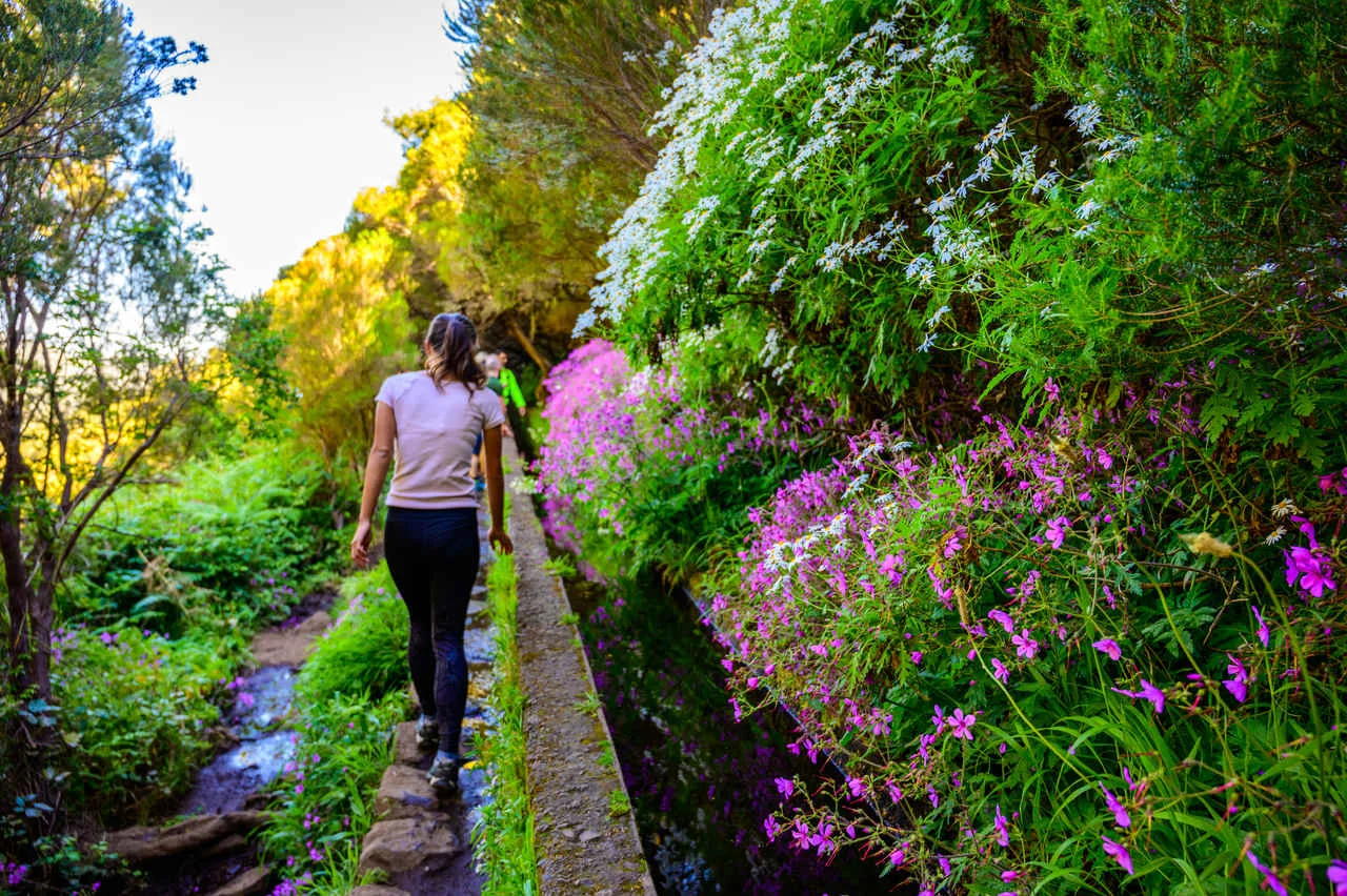 Hiking Levada trail 25 Fontes in Laurel forest – Path to the famous Twenty-Five Fountains in beautiful landscape scenery – Madeira Island, Portugal