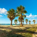 Palm Trees on the Beach of Civitavecchia and blue sky on tha background Civitavecchia Italy