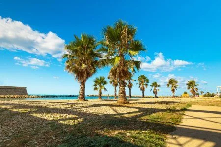 Palm Trees on the Beach of Civitavecchia and blue sky on tha background Civitavecchia Italy