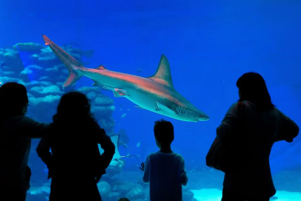People visiting a big aquarium