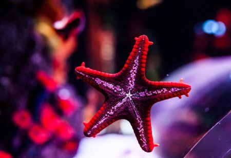 Residents of Istanbul aquarium