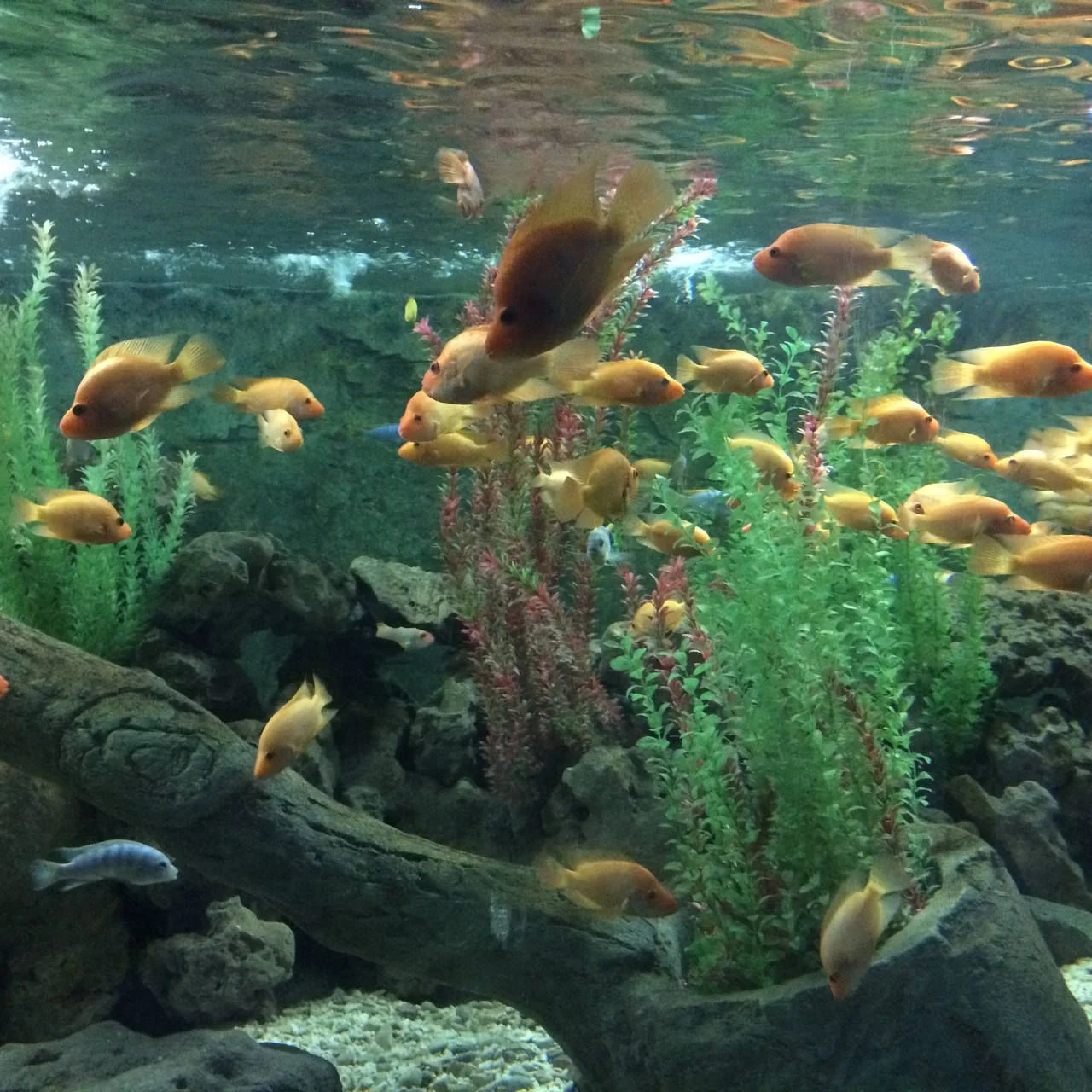 Turkey İstanbul Florya Aqua park . fishes floating in an aquarium. how beautiful a table of water fishes and the wonderful harmony of green