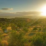A beautiful sunrise over the Portuguese countryside looking towards Bensafrim with deliberate lens flare, Lagos, The Algarve, Portugal