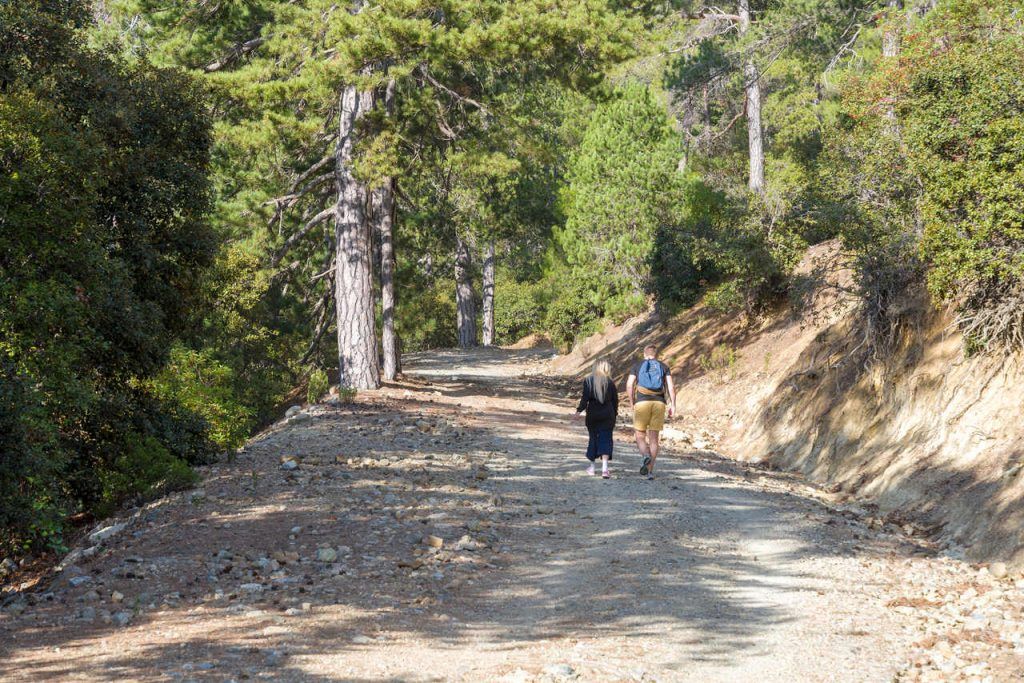 Beautiful green forest in Cyprus, close to Mount Olympus, Troodos, huge pine trees and rich vegetation after rain