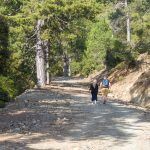 Beautiful green forest in Cyprus, close to Mount Olympus, Troodos, huge pine trees and rich vegetation after rain