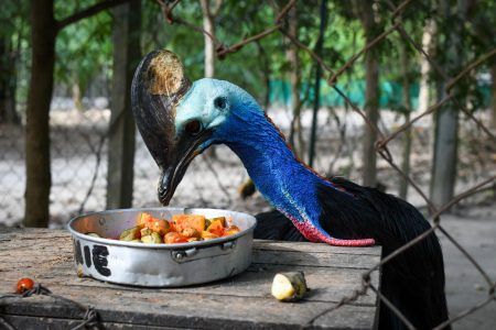 A rescued cassowary bird is eating its bowl of colorful fruits at the Wildlife Friends Foundation, Thailand