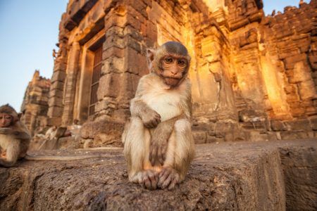 Baby monkeys in Thai Temple,Lopburi, Thailand