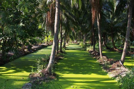 Coconut tree farm with green duckweed on a ditch. Bangkok, Thailand.