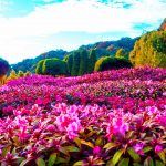 Doi Inthanon, Chom Thong, Chiang Mai Province, Thailand This mountain is an ultra prominent peak and the highest. Naphamethinidon and Naphaphonphumisiri, two chedis near the summit.