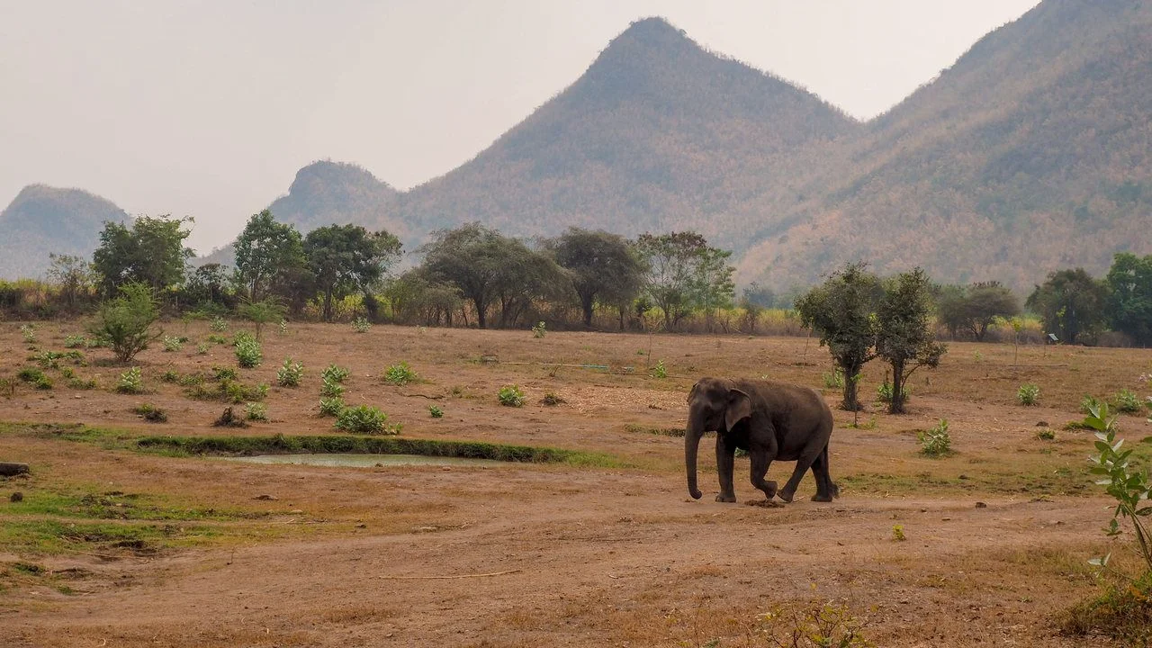Elephant in Elephants World Sanctuary in Thailand