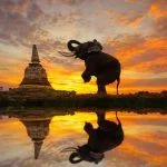 Elephants worship an ancient pagoda in Ayutthaya, Thailand.