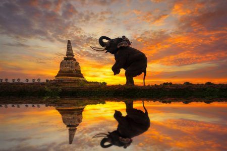 Elephants worship an ancient pagoda in Ayutthaya, Thailand.