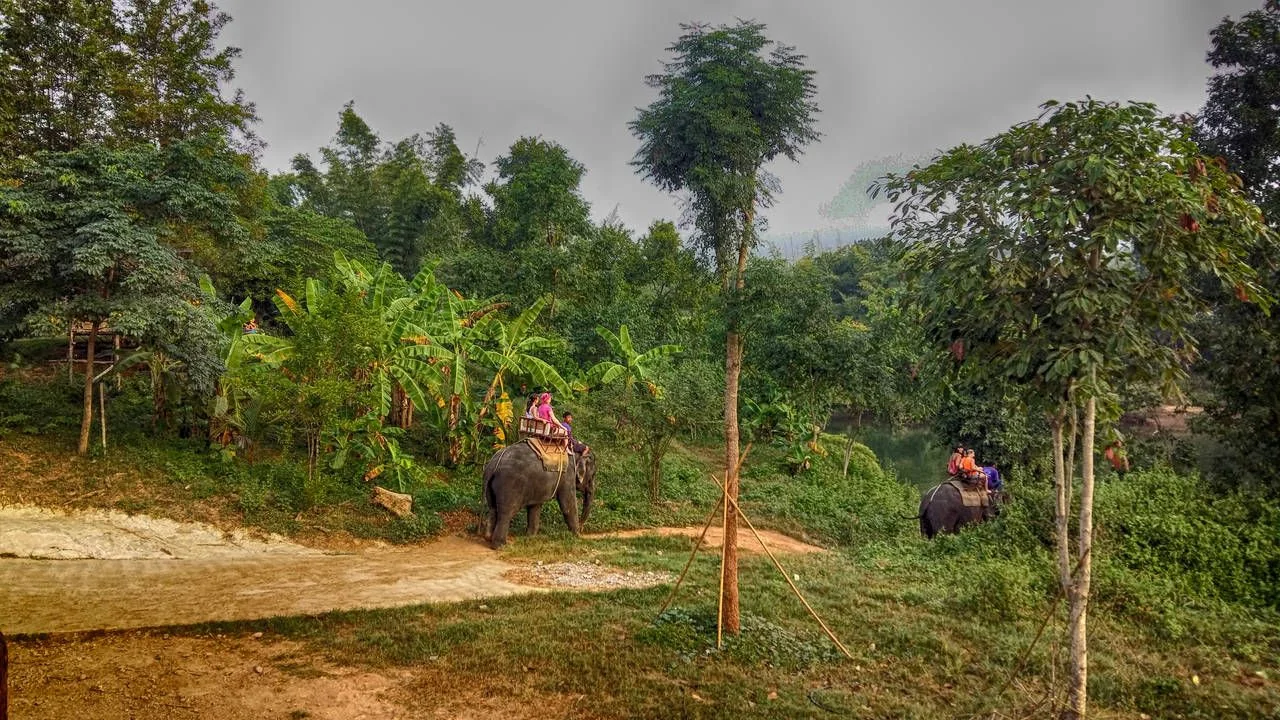 Jungle landscape elephants at deep tropical rain forest. National Park Kanchanaburi, Thailand