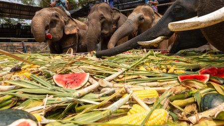 People feed elephants with lots of watermelons