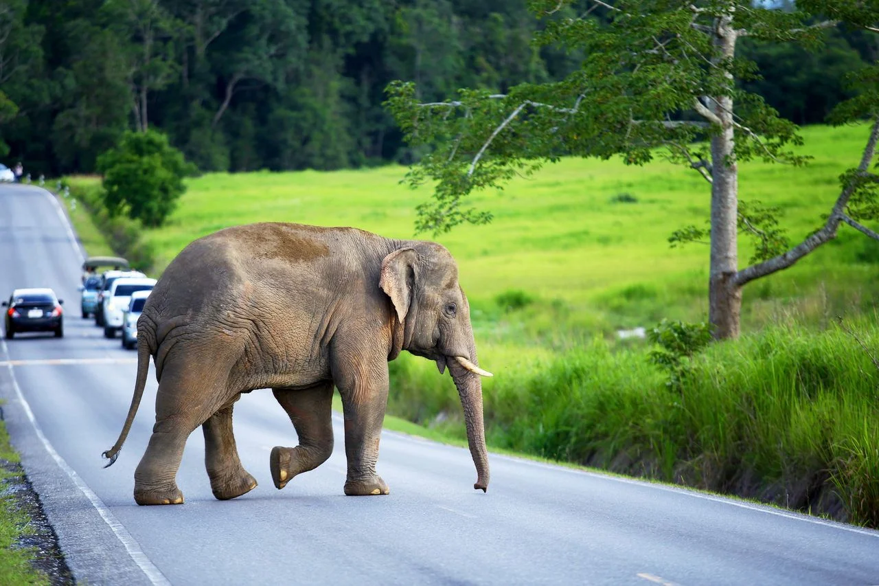 The young elephant crossing the road to enter the lush forest at Khao Yai National Park