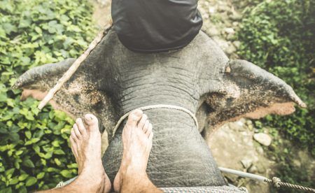 Top view of human barefoot riding at elephant trekking excursion – Travel and wanderlust concept with adventurous guy on Thailand trip on asia destination