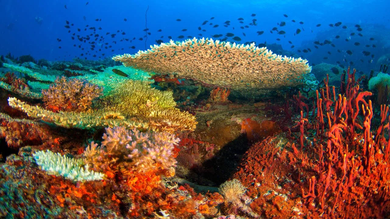 Tropical Reef seascape with Hard Corals, Losin, Thailand