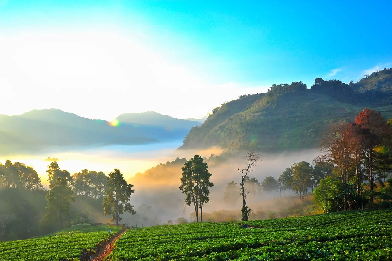 View of Morning Mist at doi angkhang Mountain, Chiang Mai, Thailand