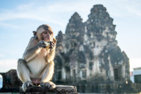 monkey eating corn in front of temple