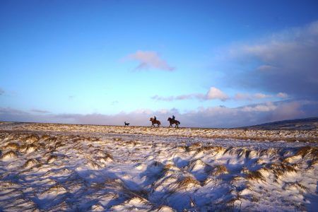 Couple horseback riding with their dog in Iceland