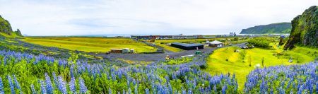 View of area with basalt stacks Reynisdrangar, black sand beach near Vik, Vik city, camping, and lupin flowers, South Iceland, summer time
