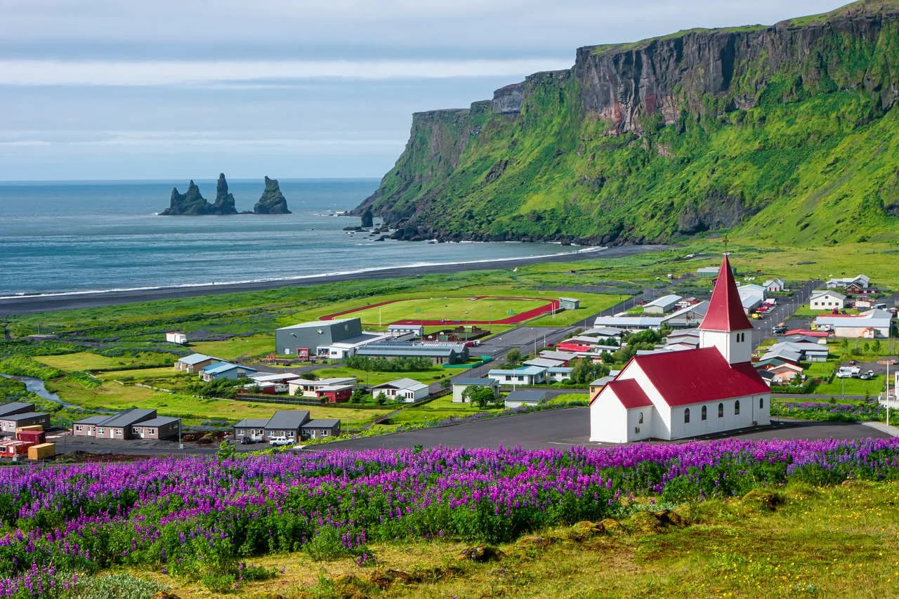 View of basalt stacks Reynisdrangar, black sand beach near Vik and violet lupine flowers and lonely church, South Iceland