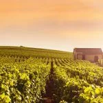 Champagne Vineyards at sunset, Montagne de Reims, France