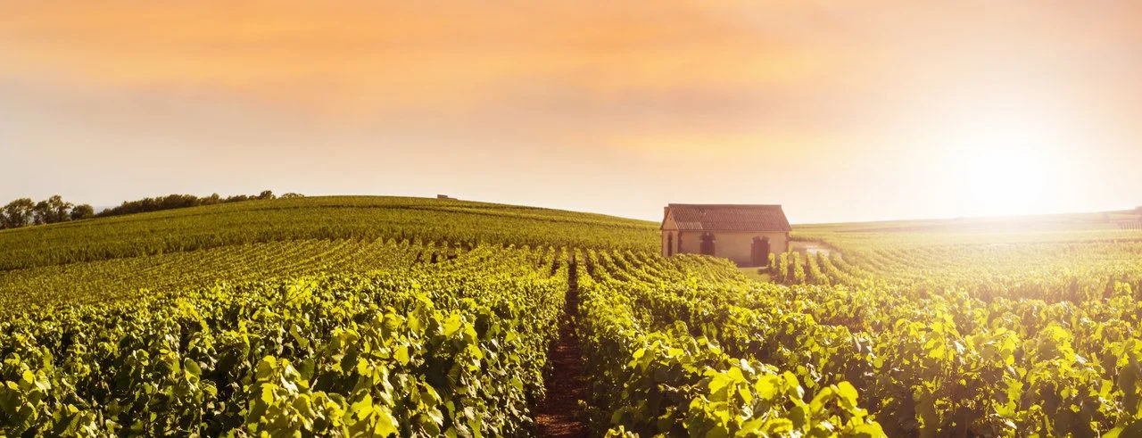 Champagne Vineyards at sunset, Montagne de Reims, France