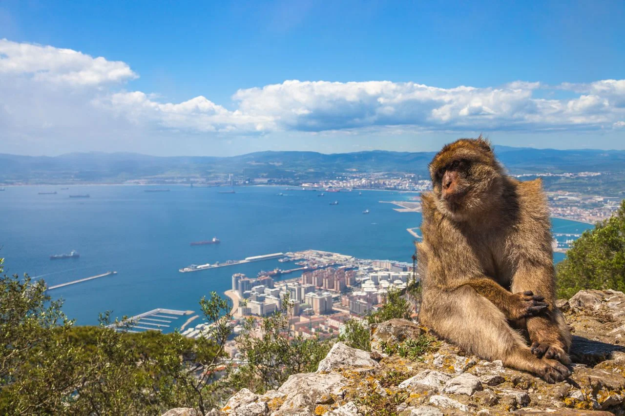 A wild macaque or Gibraltar monkey, one of the most famous attractions of the British overseas territory. Apes‘ Den in the Upper Rock Natural Reserve in Gibraltar Rock.