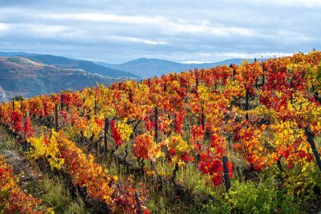 Oldest wine region in world Douro valley in Portugal, colorful very old grape vines growing on terraced vineyards in autumn, production of red, white and port wine.