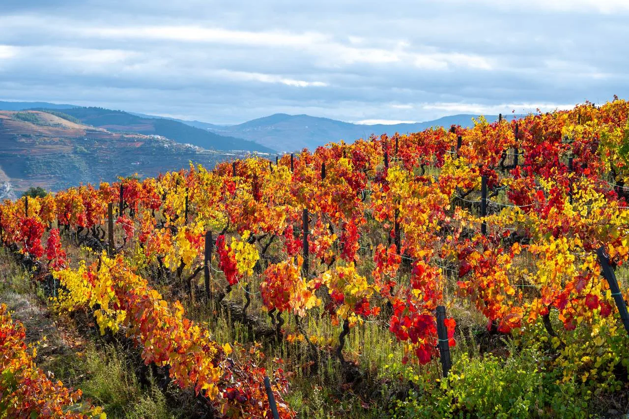 Oldest wine region in world Douro valley in Portugal, colorful very old grape vines growing on terraced vineyards in autumn, production of red, white and port wine.