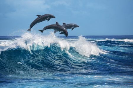 Three beautiful dolphins jumping over the waves. Hawaii Pacific Pacific Ocean landscapes. Sea animals in the wild.