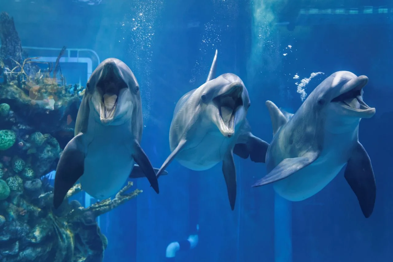 Three dolphins swimming in the aquarium looking to you with open mouth close up view